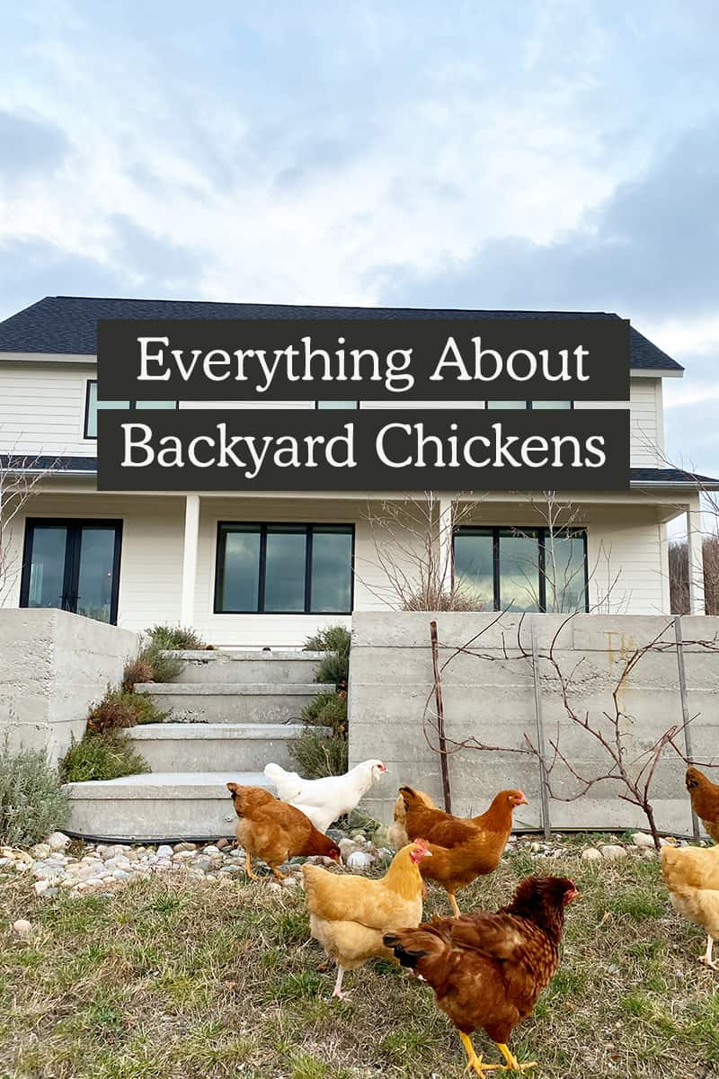 Everything About Backyard Chickens - The Fresh Exchange
