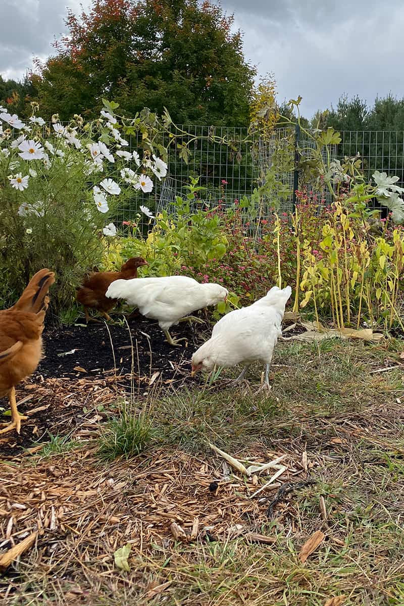Everything About Backyard Chickens - The Fresh Exchange