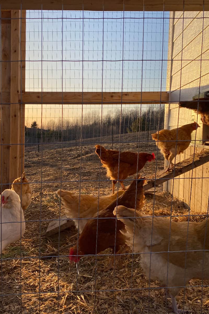 Everything About Chickens - The Fresh Exchange