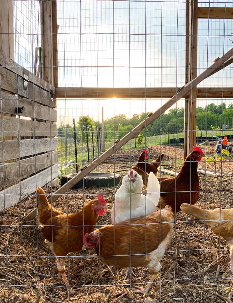 Chickens in their run by a garden