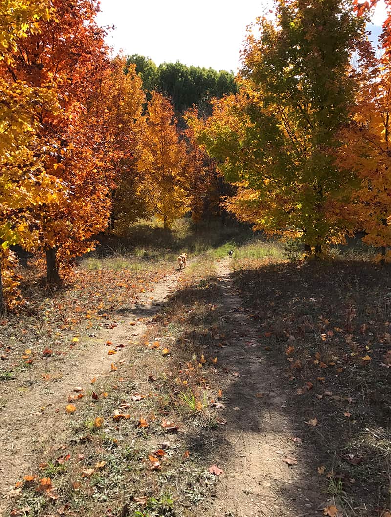 Everything We Learned When Choosing Our Land in Leelanau County, Michigan