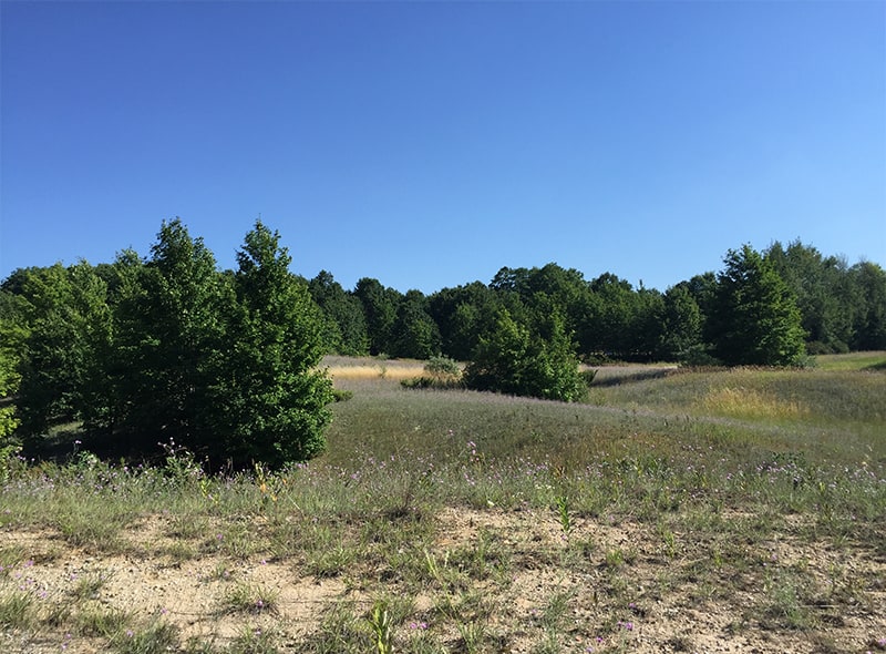 Everything We Learned When Choosing Our Land in Leelanau County, Michigan