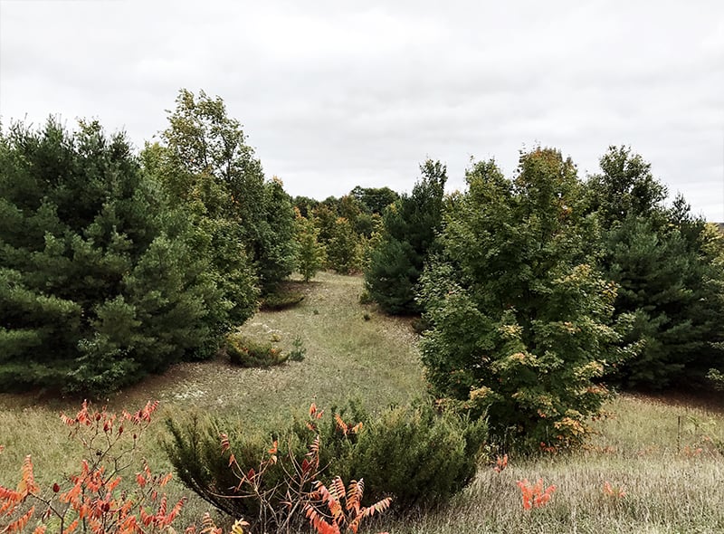 Everything We Learned When Choosing Our Land in Leelanau County, Michigan