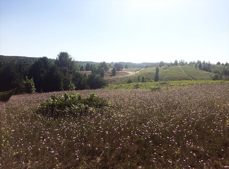 Everything We Learned When Choosing Our Land in Leelanau County, Michigan