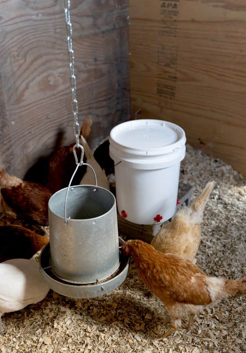 bucket chicken feeder - diy water feeder used in a barn