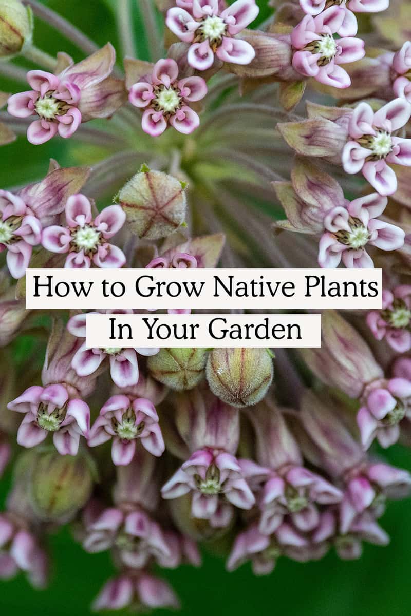 Discover the importance of Native Plants for the home gardener