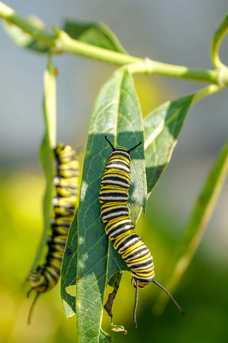 Discover the importance of Native Plants for the home gardener