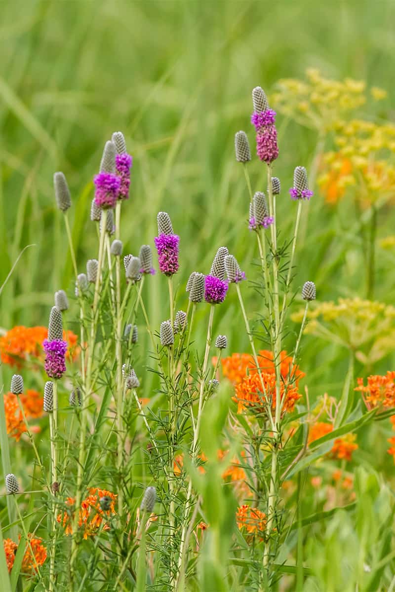 Discover the importance of Native Plants for the home gardener