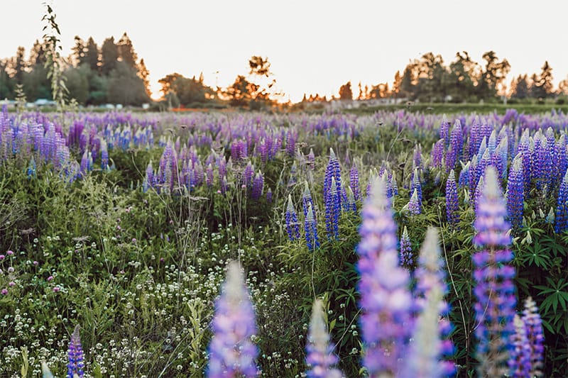 Discover the importance of Native Plants for the home gardener