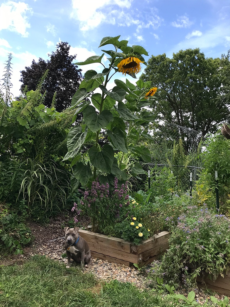 Garden Tour: Megan Stubbs of Grands Rapids, Michigan