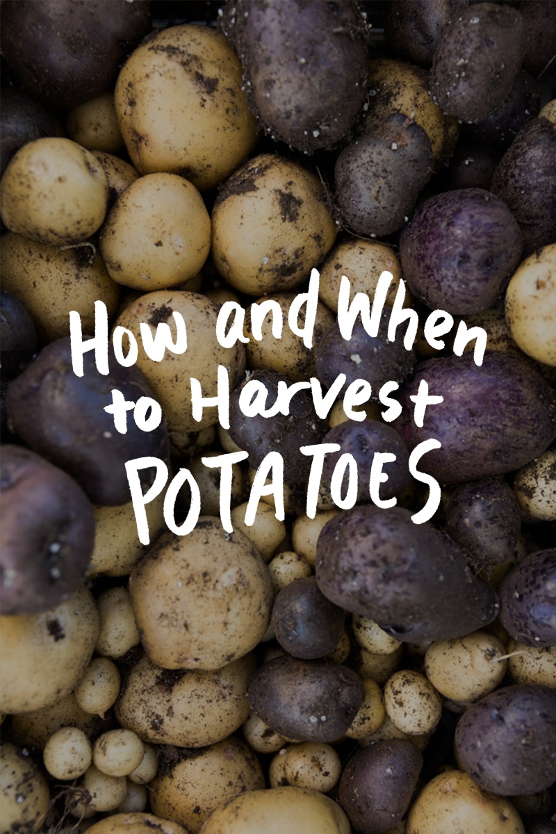 How and When to Harvest Potatoes as a Beginner