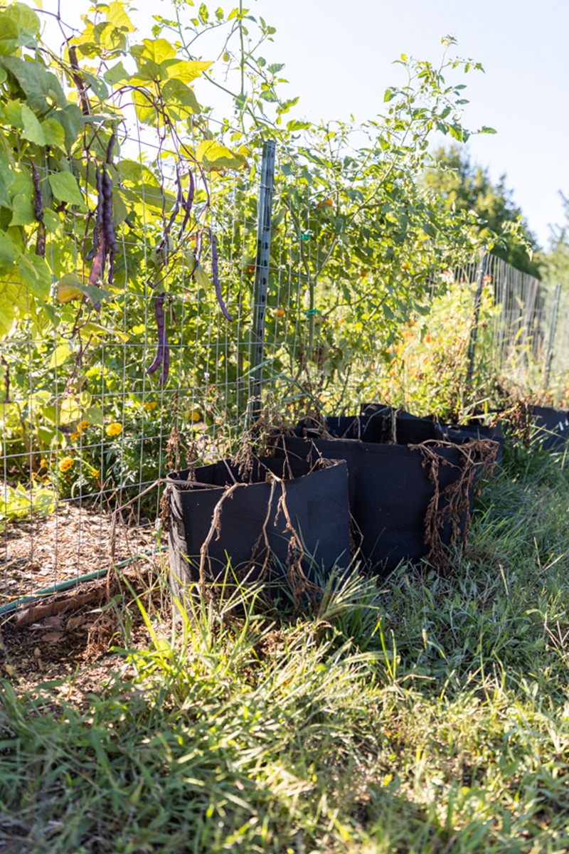 How and When to Harvest Potatoes as a Beginner