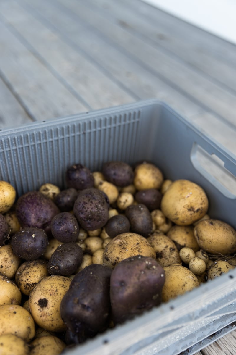 How and When to Harvest Potatoes as a Beginner