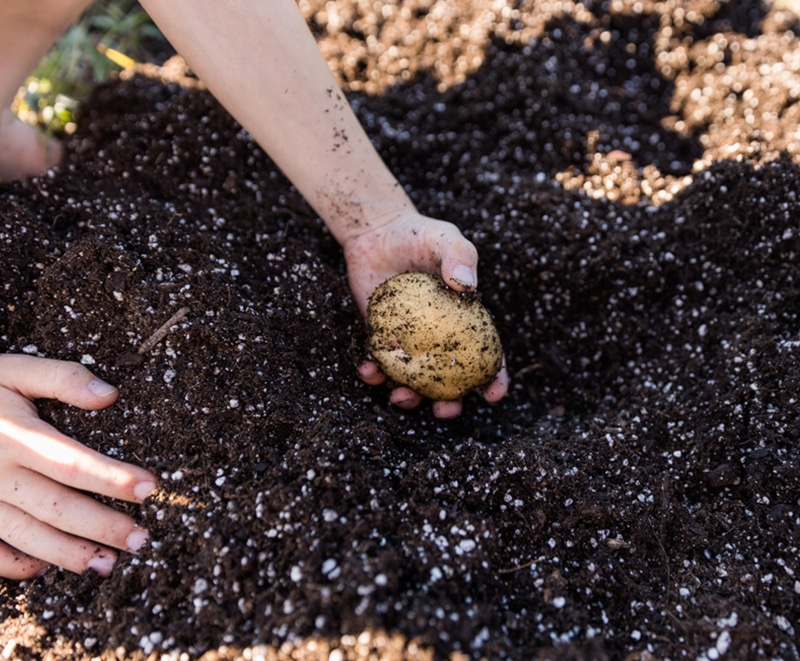 How and When to Harvest Potatoes as a Beginner