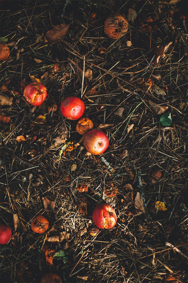 what to compost - rotten fruits and leaves