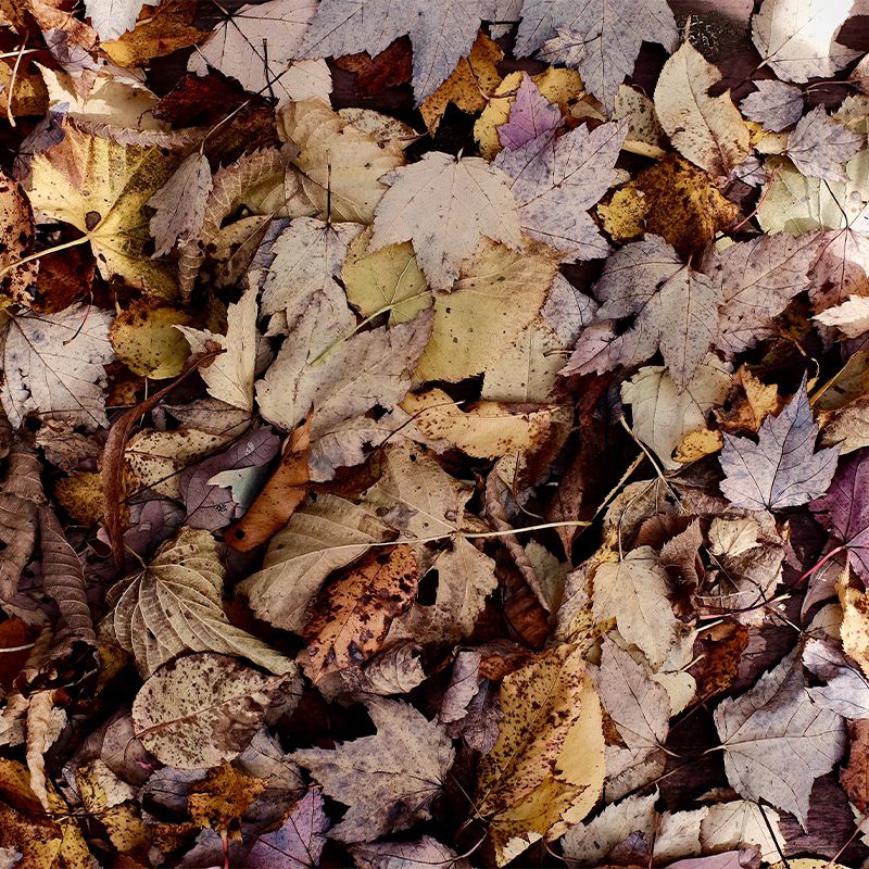 soil compost - piles of rotten leaves