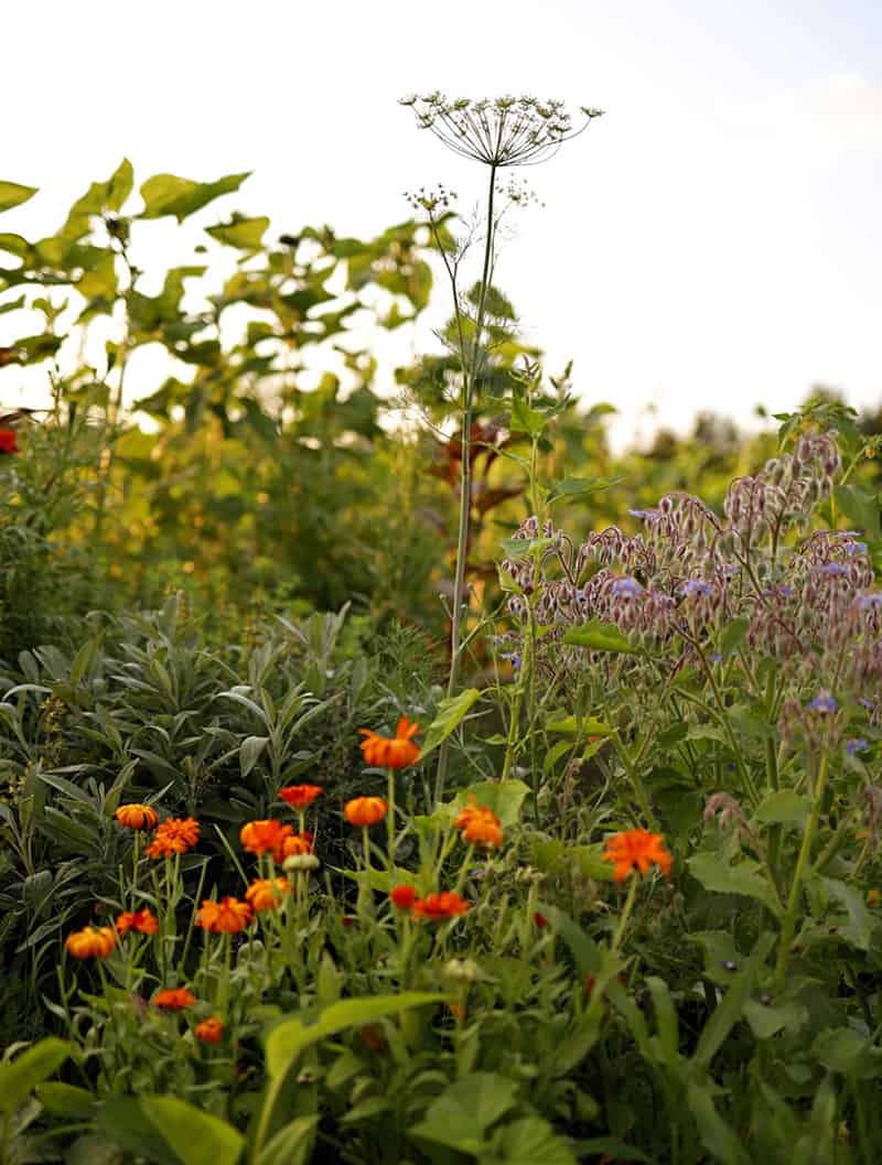 Calendula, borage and Queen's Ann's Lace growing in the garden