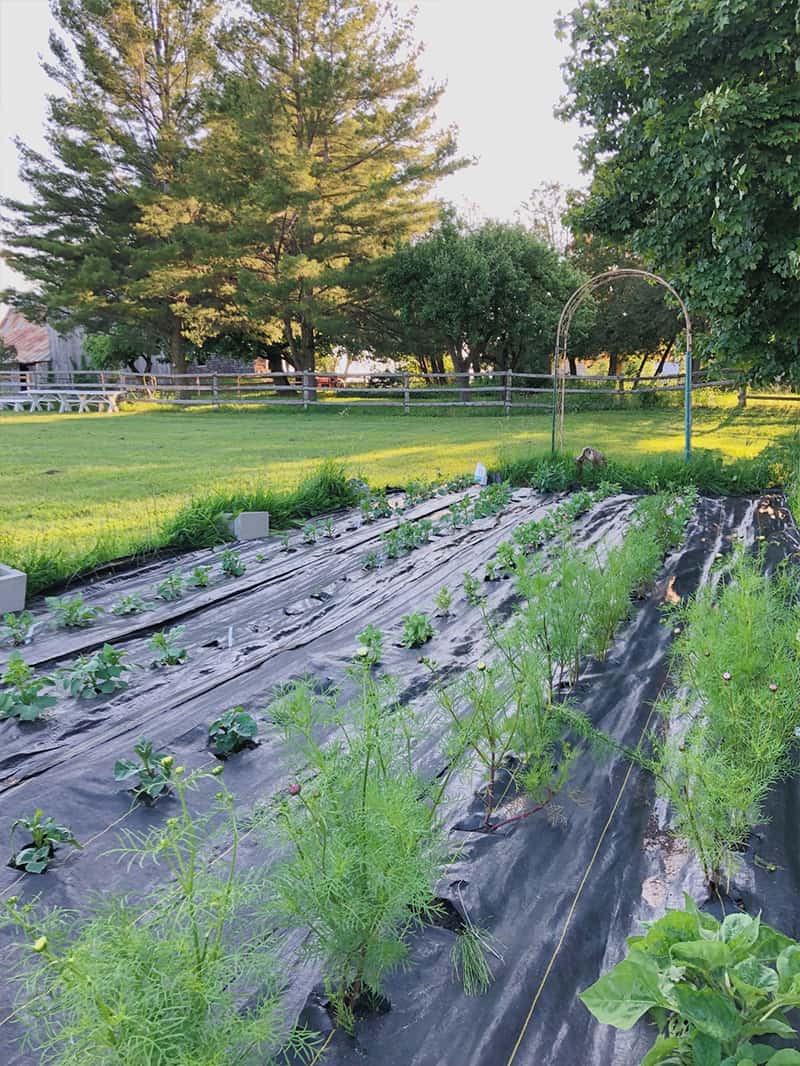 Garden Tour: Kalin Sheick of Sweetwater Floral in Petoskey, Michigan