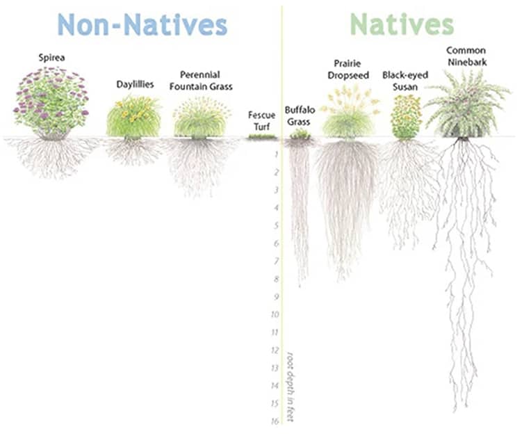 Discover the importance of Native Plants for the home gardener