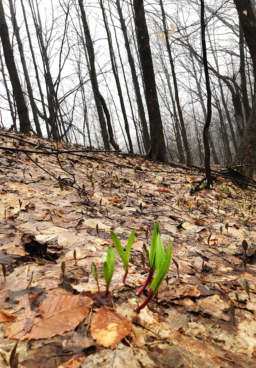 Wild Ramps Sustainability and How to Cook Wild Ramps