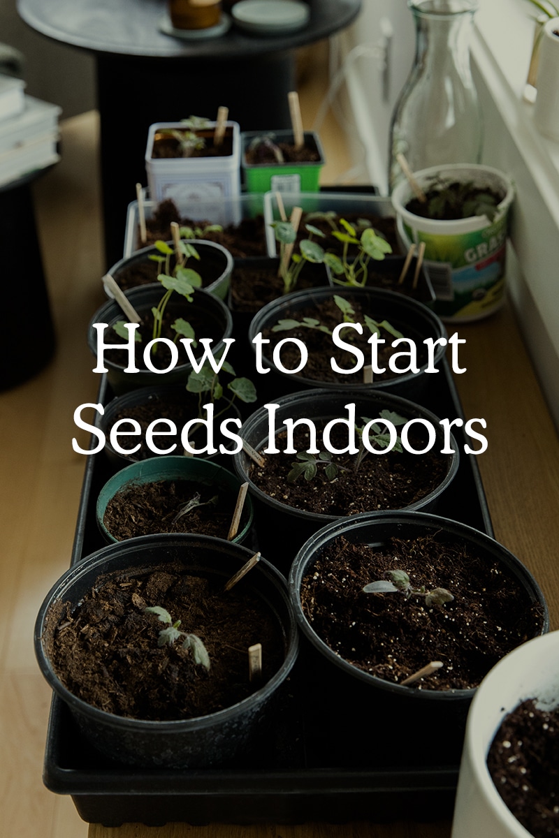 How to Start Seeds Indoors this Year - My Fool Proof Method on The Fresh Exchange