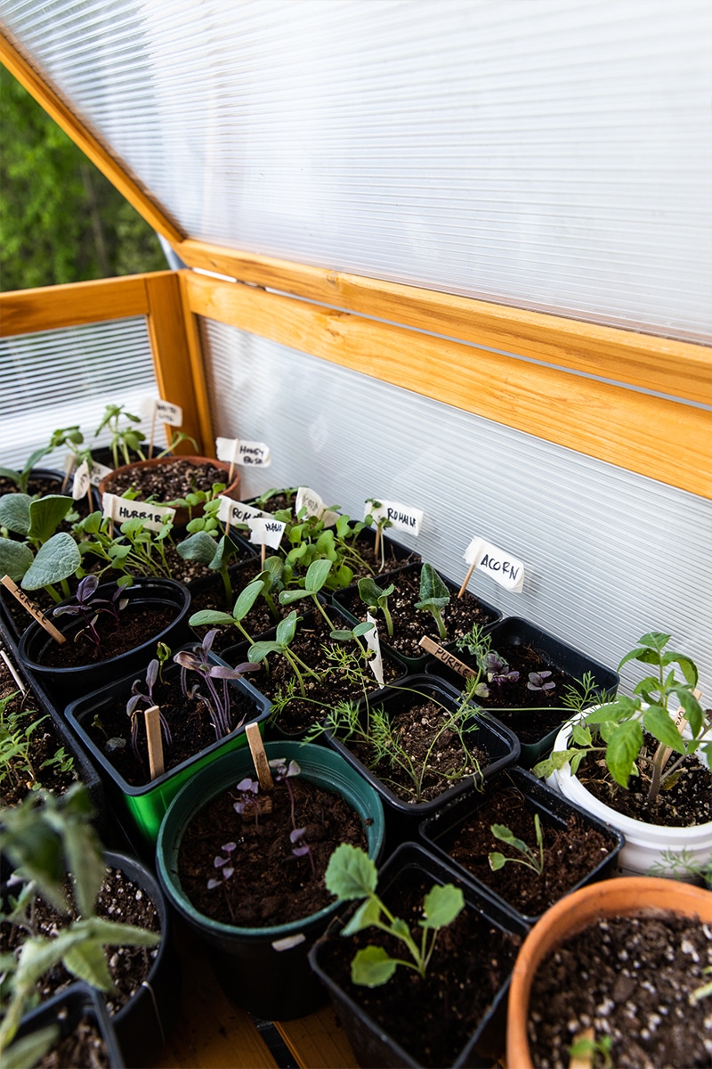 How to Start Seeds Indoors this Year - My Fool Proof Method on The Fresh Exchange