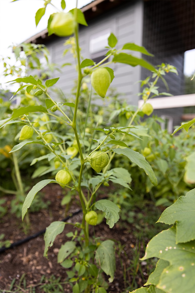 Tomatillo Plant in a garden