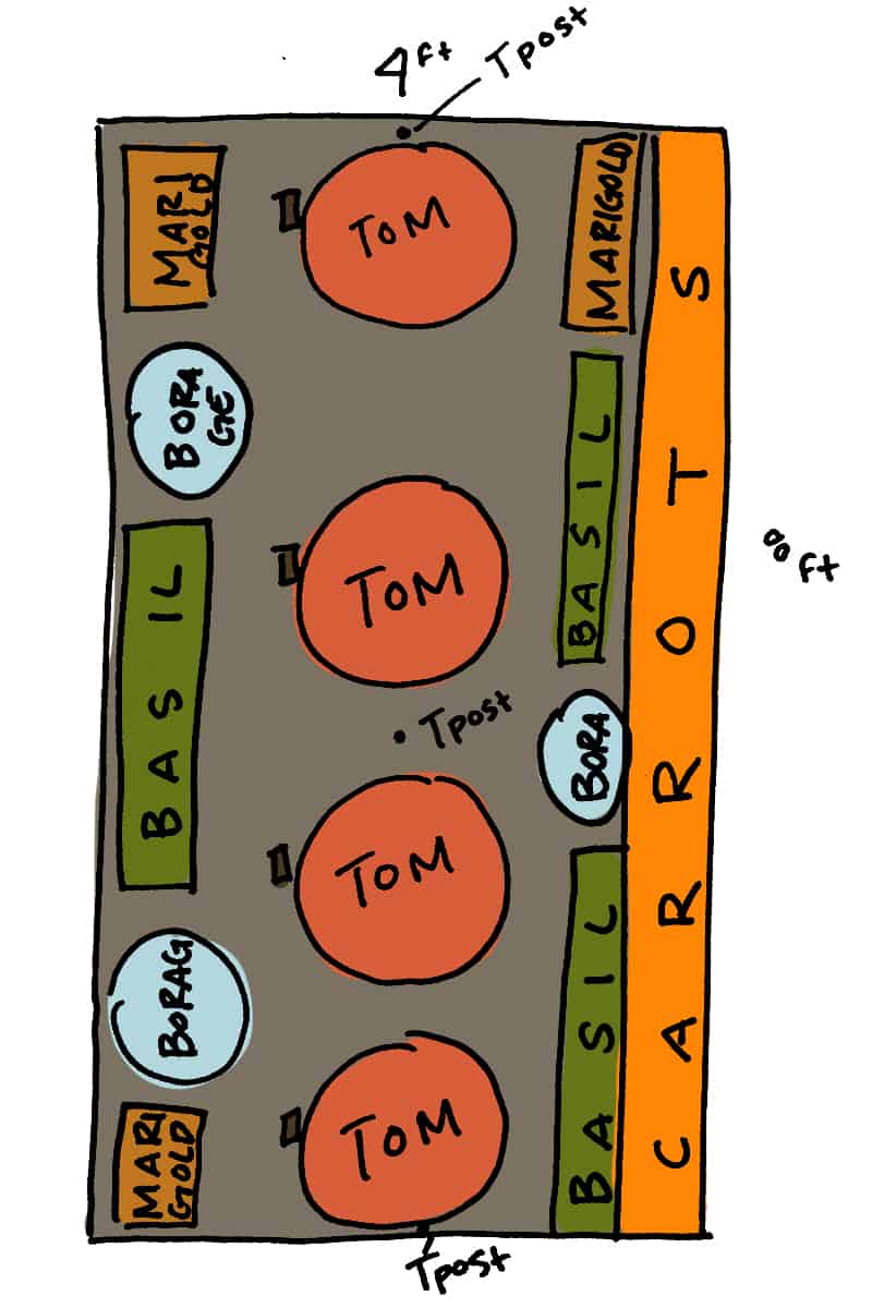 Layout example of how to setup your garden without tomato cages