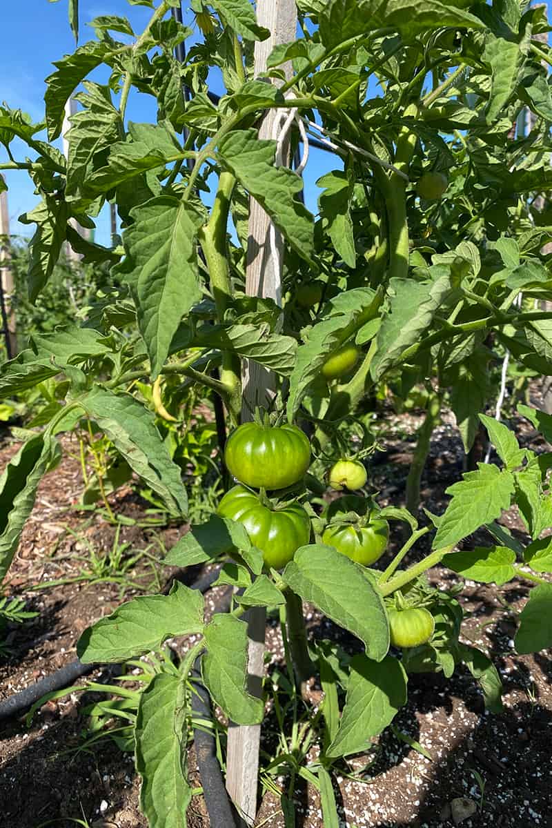 Up Close Image of Tomatoes Growing