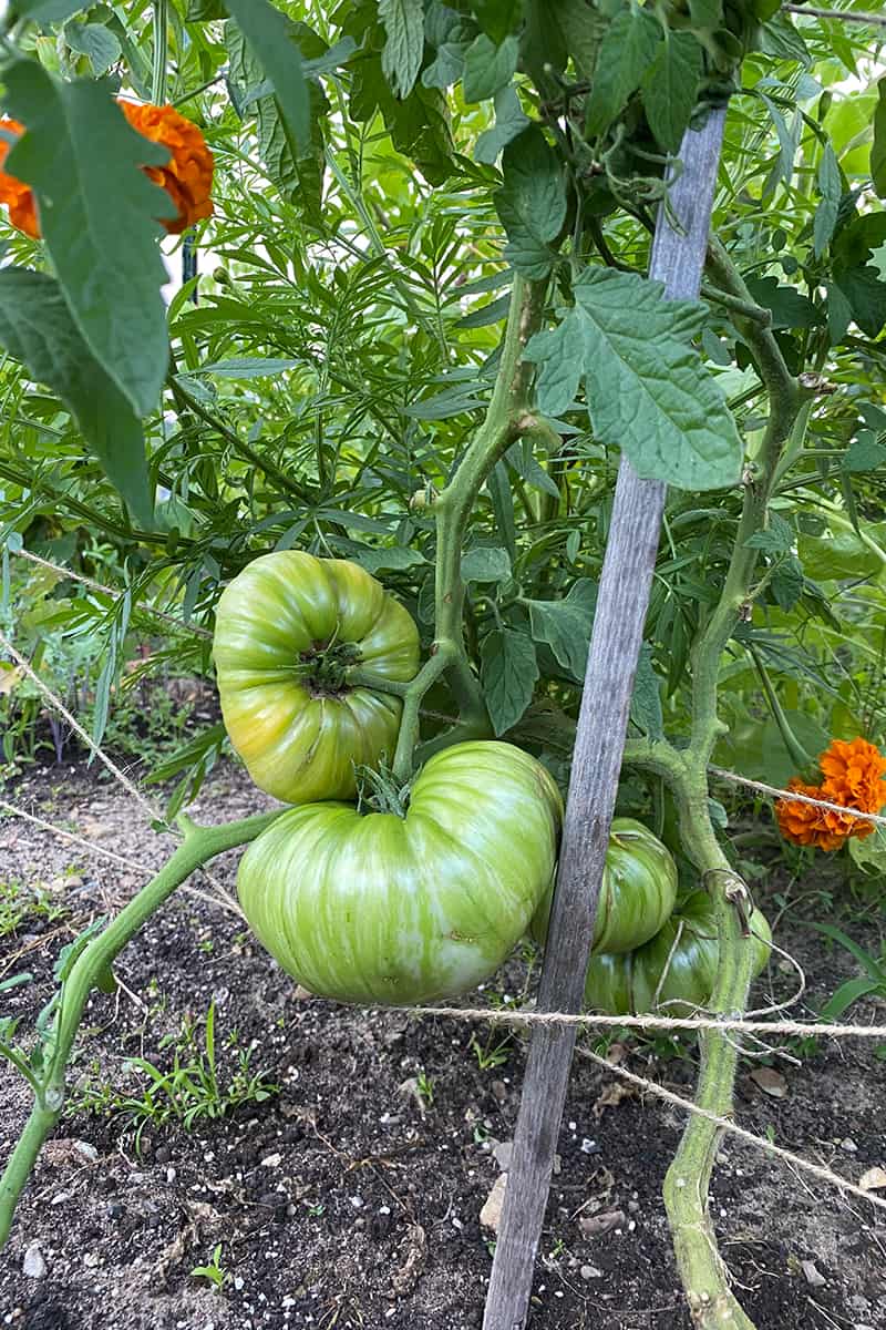 Using a stake to support tomatoes through their growth