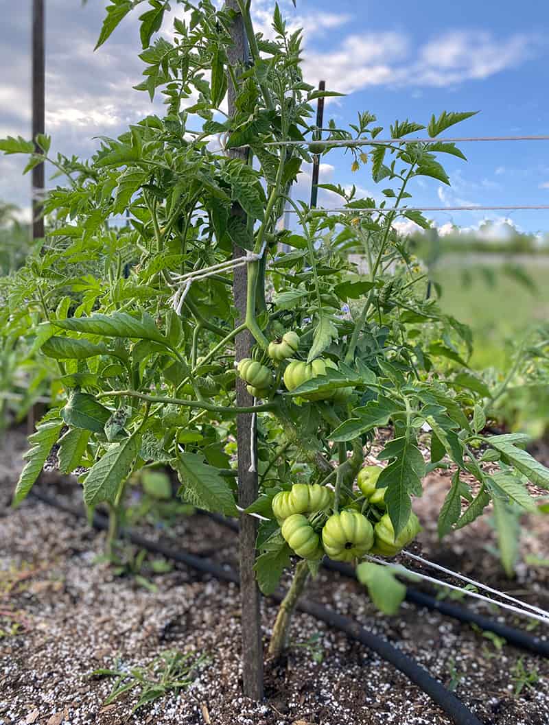 Example of using a stake and weaving to support tomatoes instead of a tomato cage