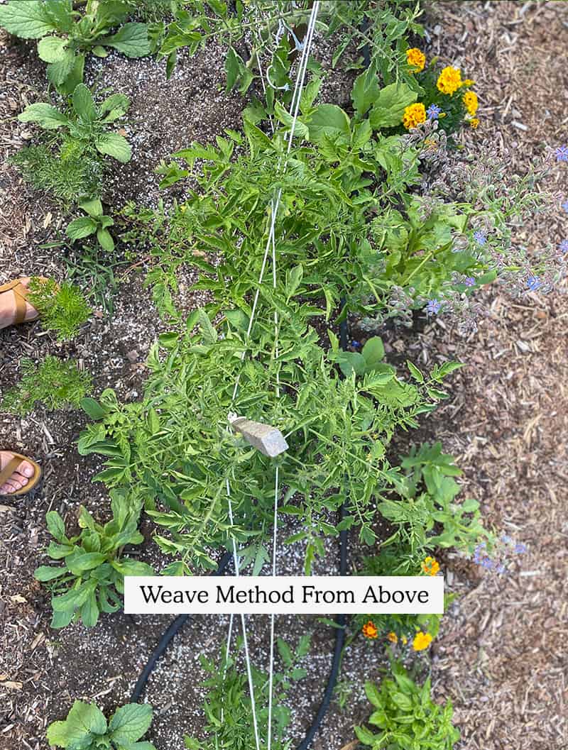 An above image of the Florida Weave method of supporting tomatoes