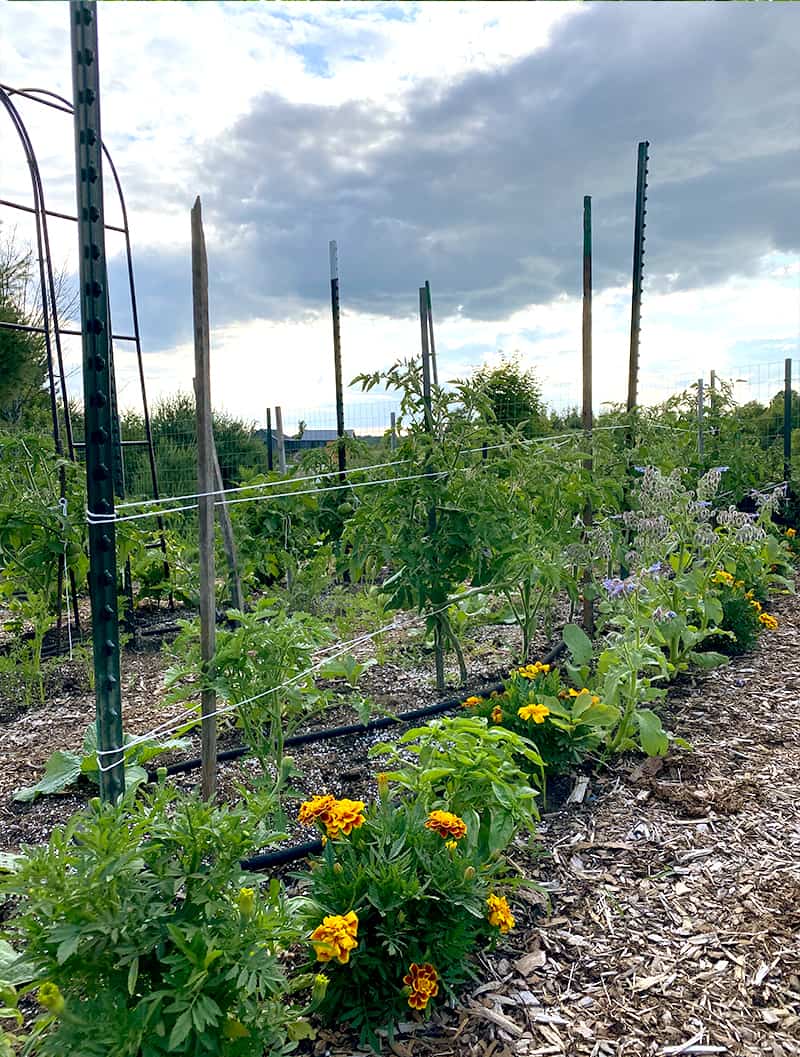 Example of How to use a tomato cage alternative in your garden