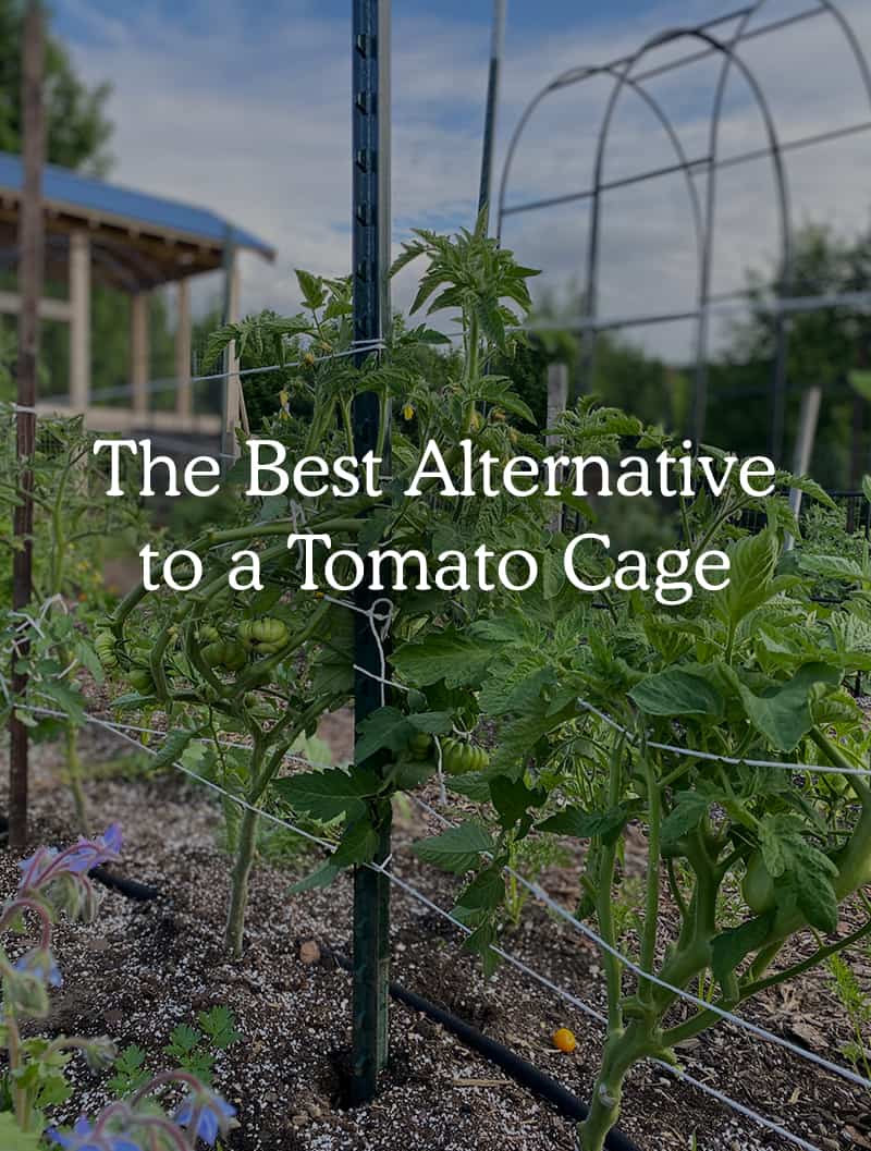 Are Tomato Cages Necessary? - The Best DIY Tomato Cages Alternative