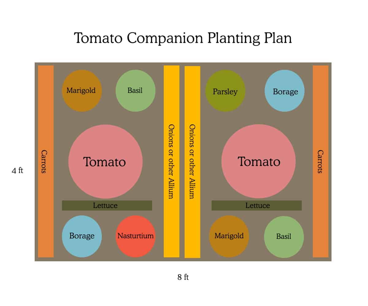 Tomato Companion Planting Design and plan to ward off hornworms.