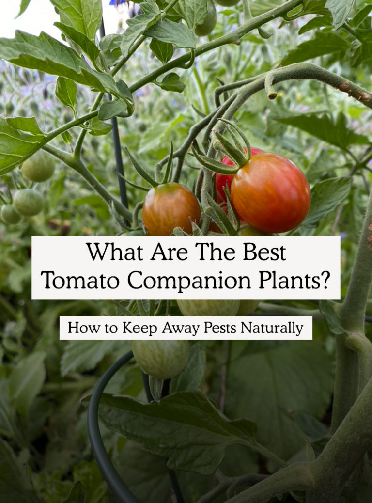 Tomato Companion Plants The Best Companions To Deter Pests