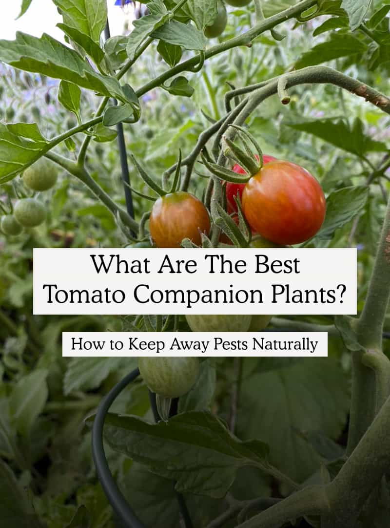 Tomato Companion Planting Design and plan to ward off hornworms.