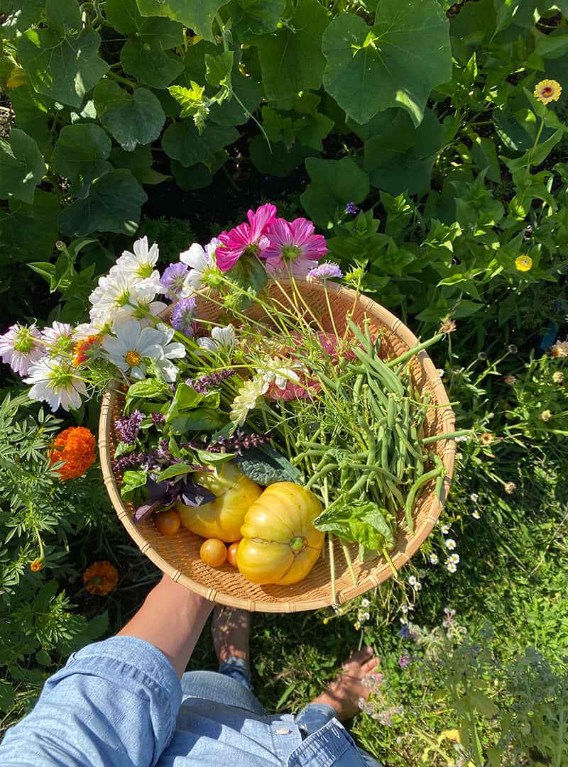 tomato companions - vegetabels together in a basket