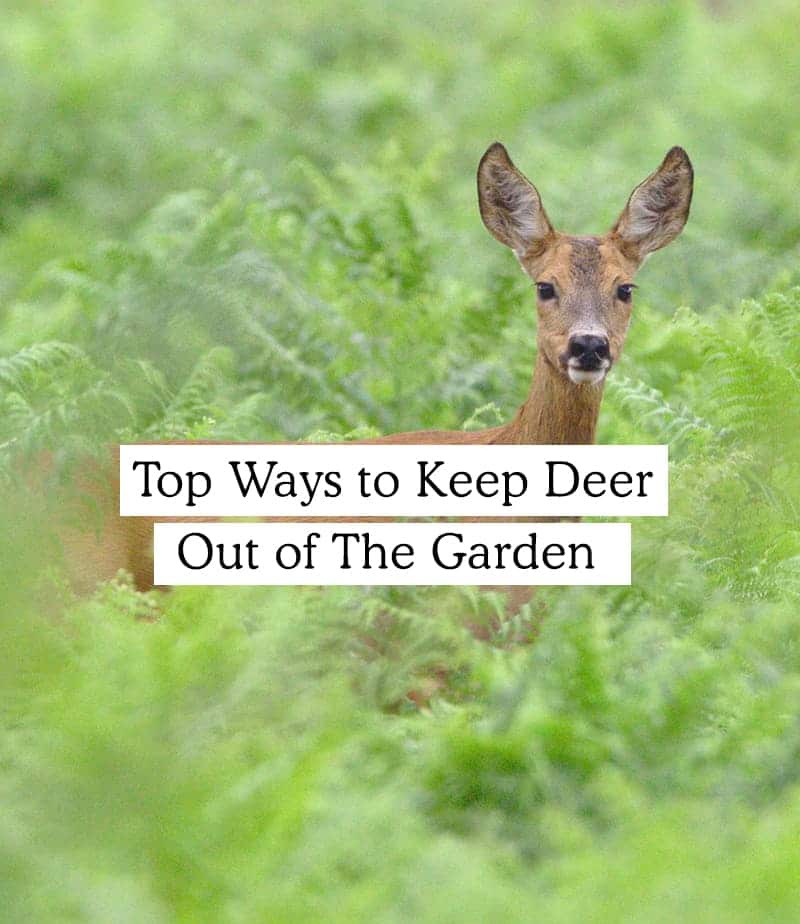 Top Ways to Keep Deer out of the Garden