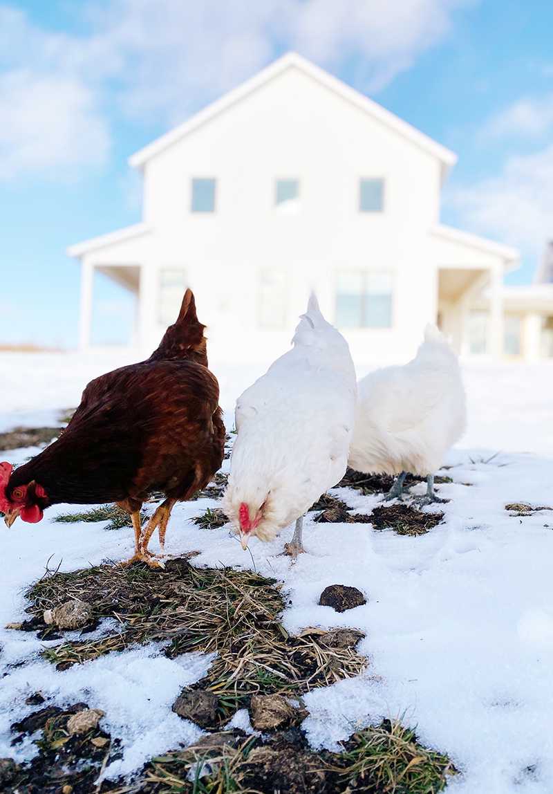 can chickens eat avocados - three chickens in a snowy land trying to look for something to eat