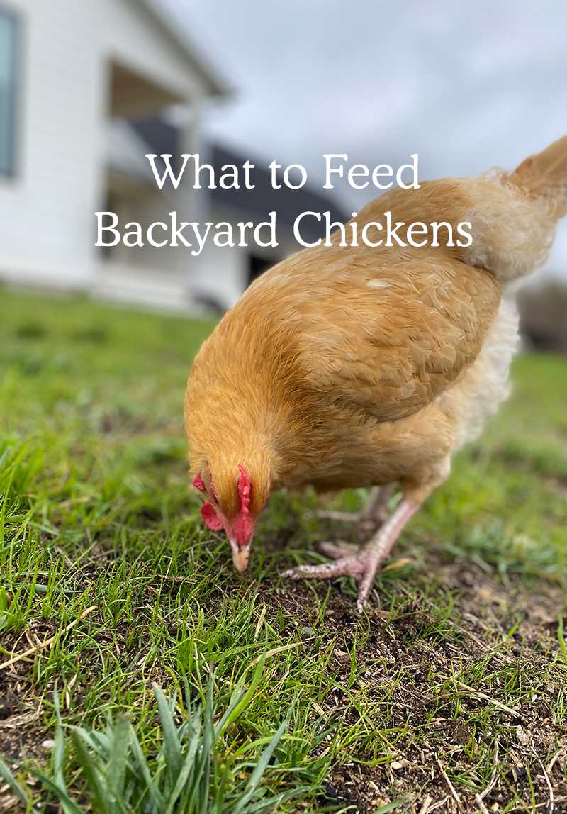 what to feed chickens - chicken eating from the grass