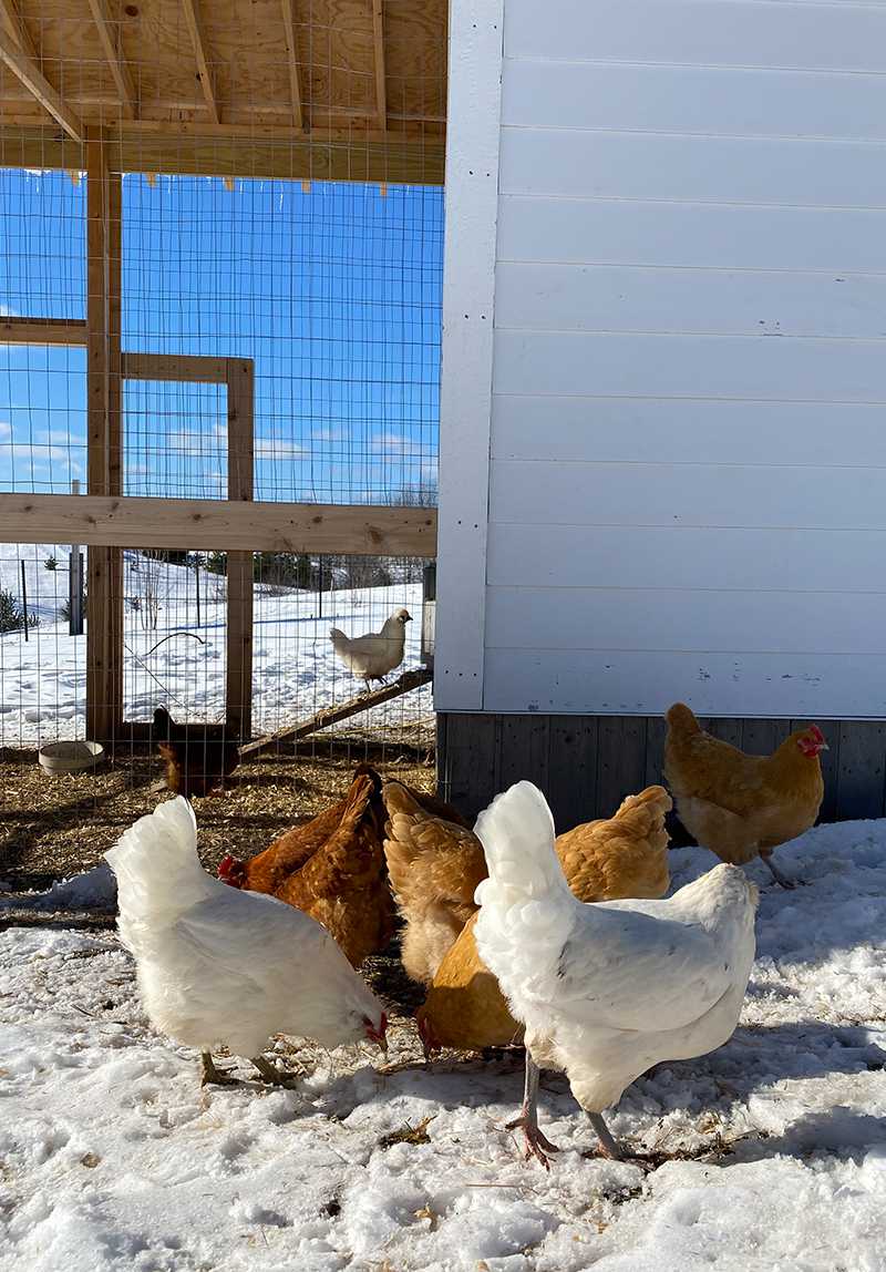 What can a chicken eat - several chickens are looking for food on the snow-covered ground