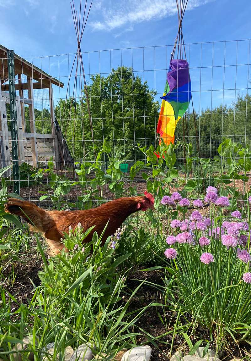 chicken treats - a chicken in the backyard near the flowers