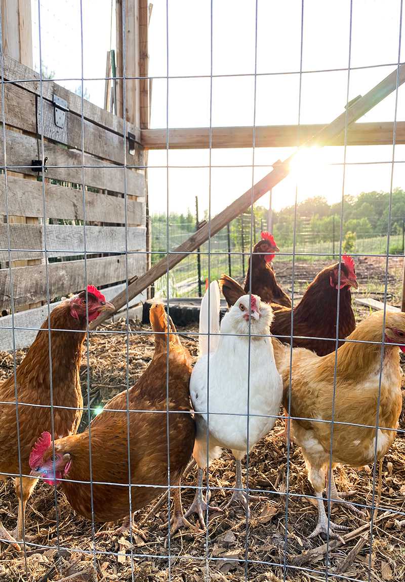 treats for chickens - chickens inside a cage