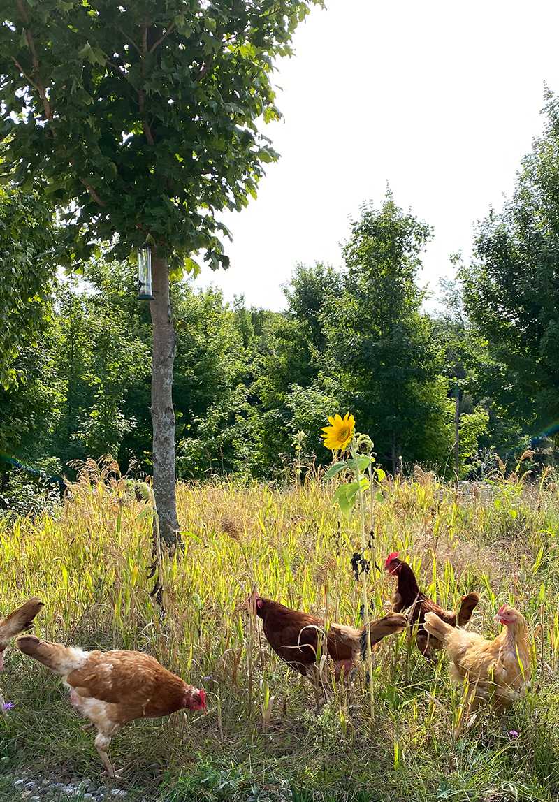 can chickens eat lettuce - chickens near a sunflower looking for food to eat