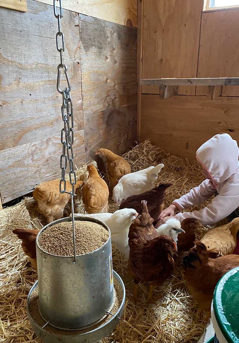 what does chickens like to eat - chickens inside a barn being fed by a chicken feeder