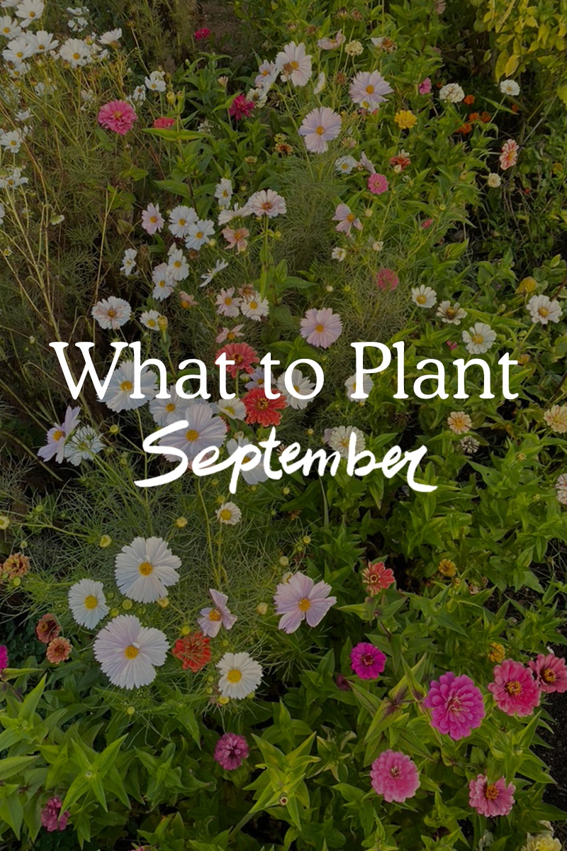 What to Plant in September