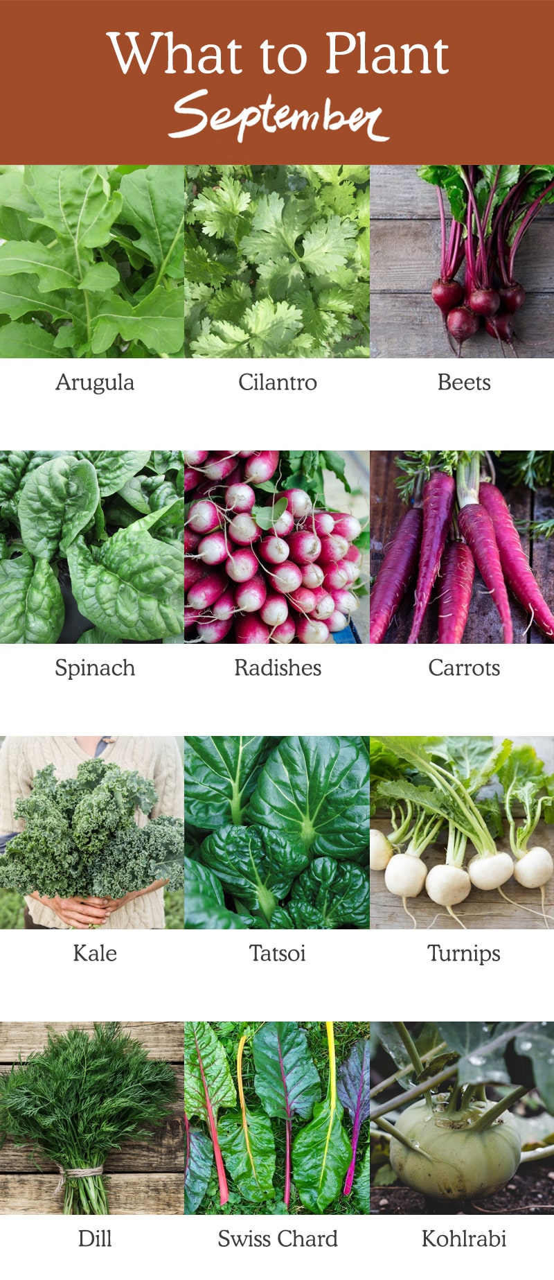 Vegetables You Can Plant in September