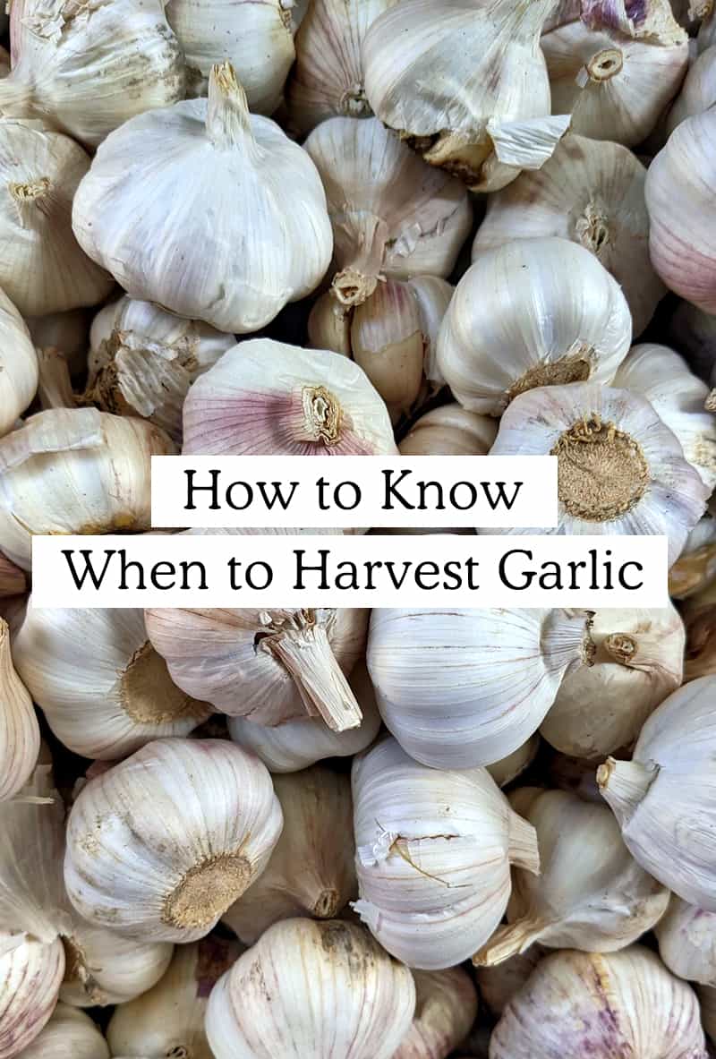 How to Know When to Harvest Garlic from your Garden