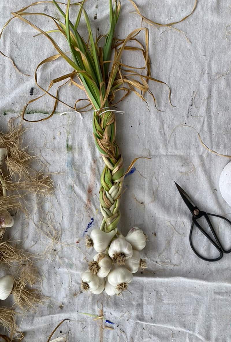 How to Know When to Harvest Garlic from your Garden